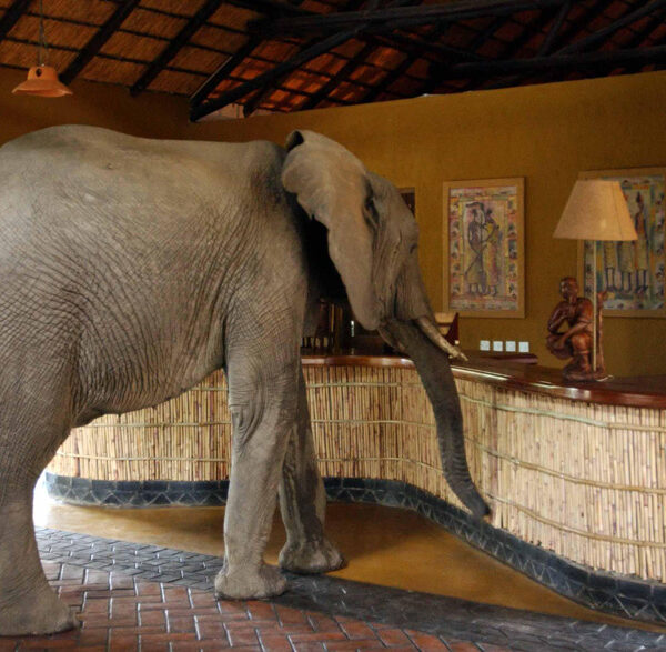 high tea olifanten zambia