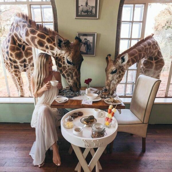 ontbijt giraffen