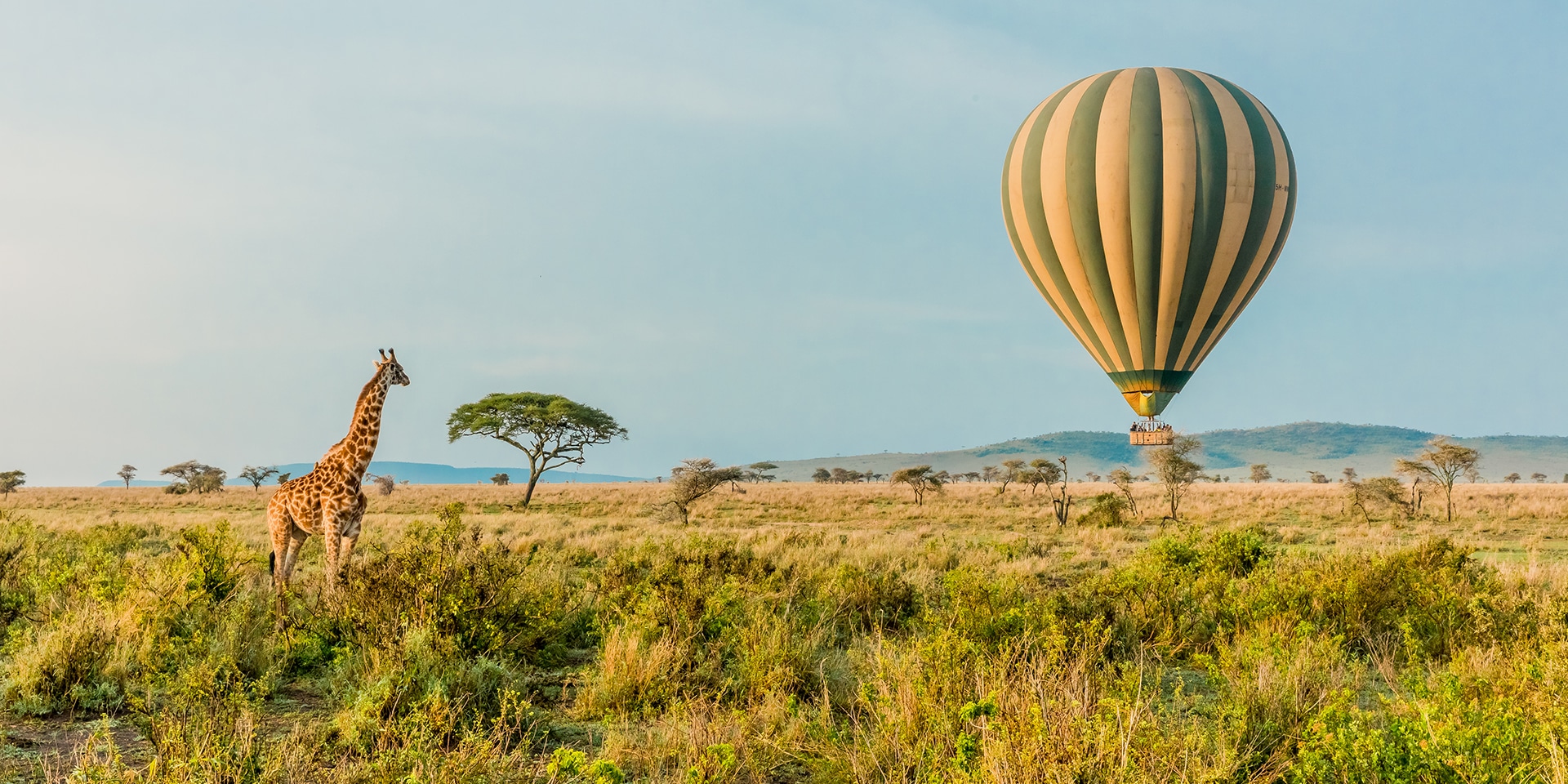 serengeti ballon