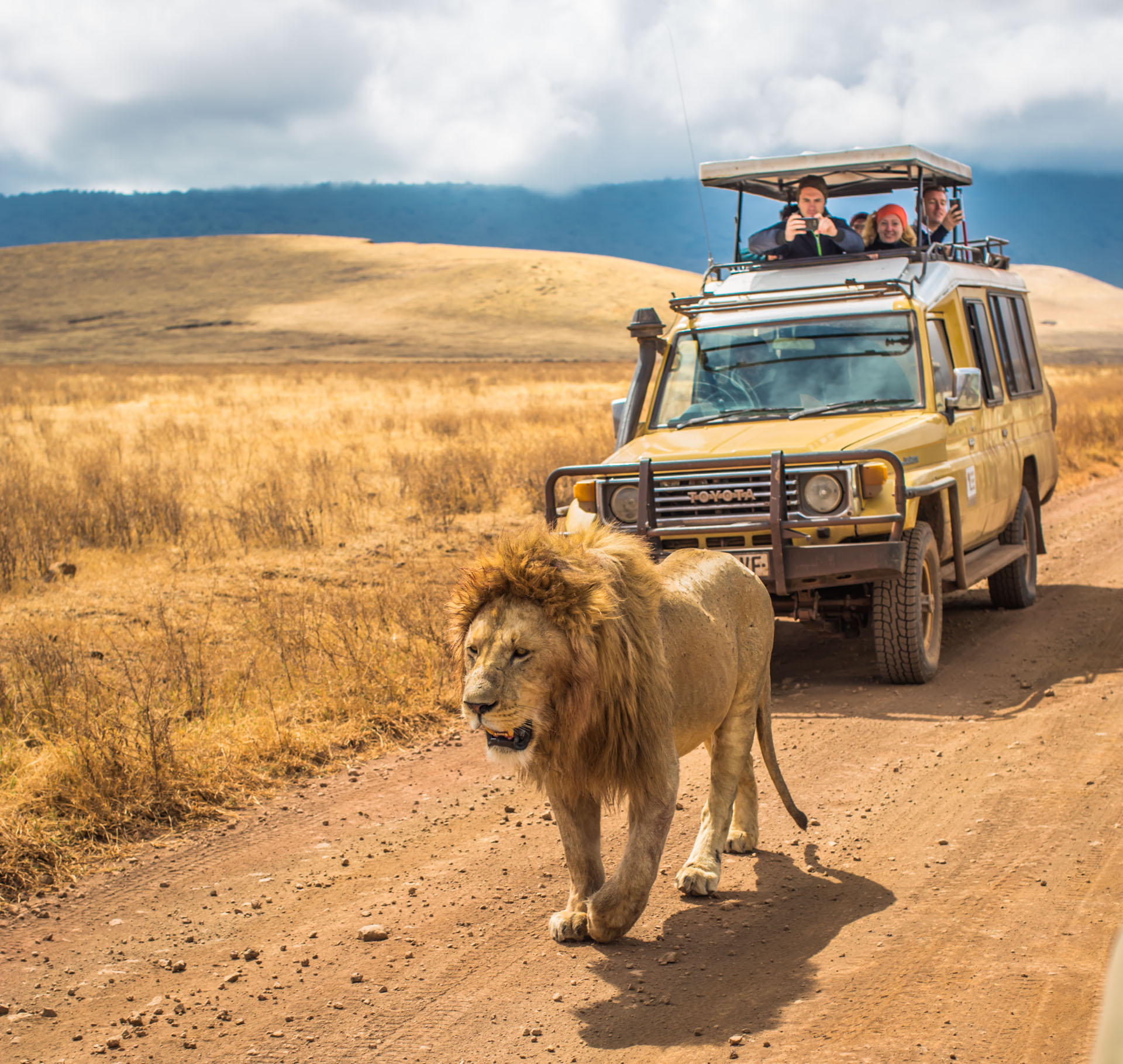 lion country safari car